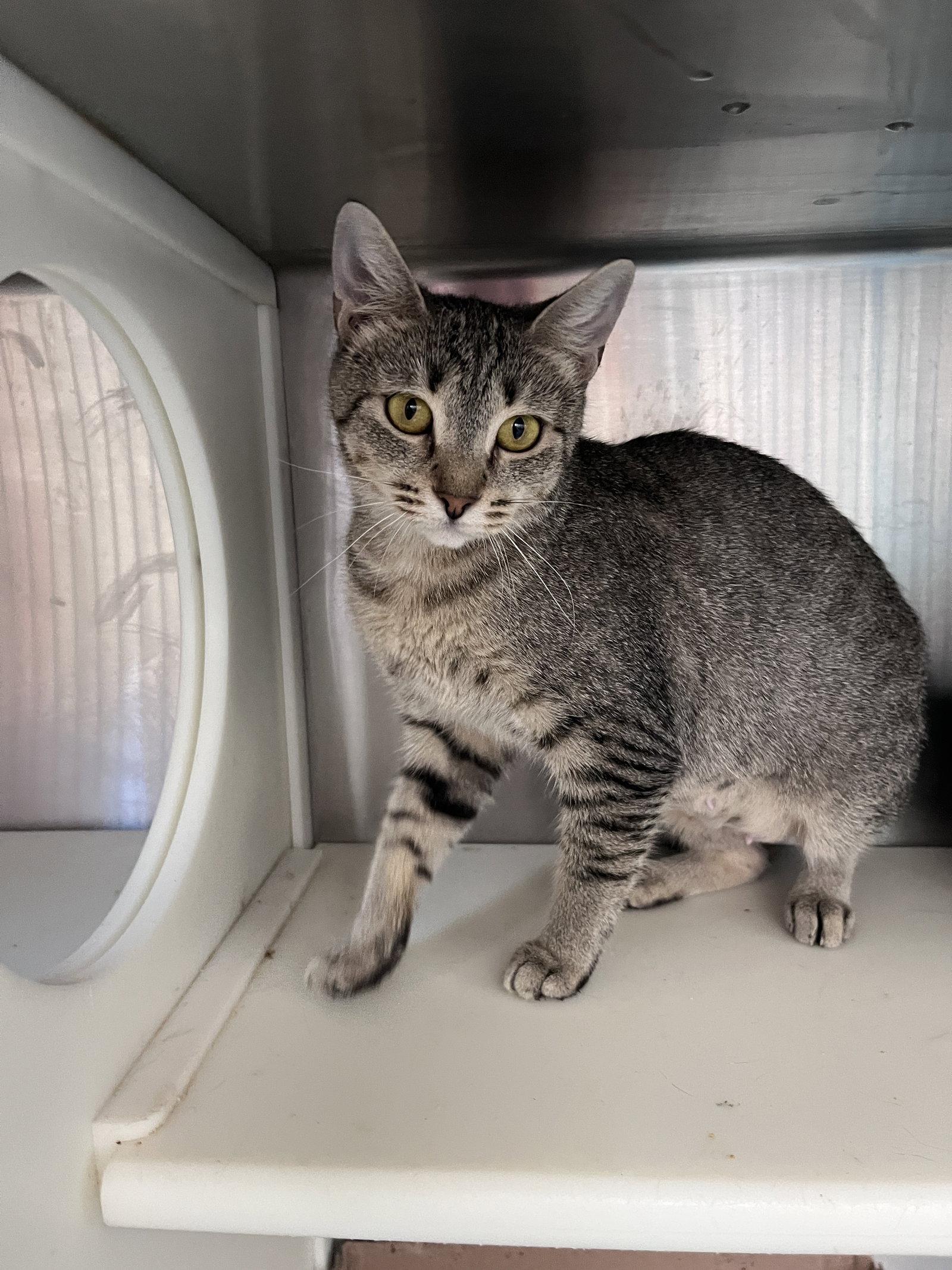 Enlarge Renaissance, a Adoptable mixed breed in Carrollton, GA image 1/3