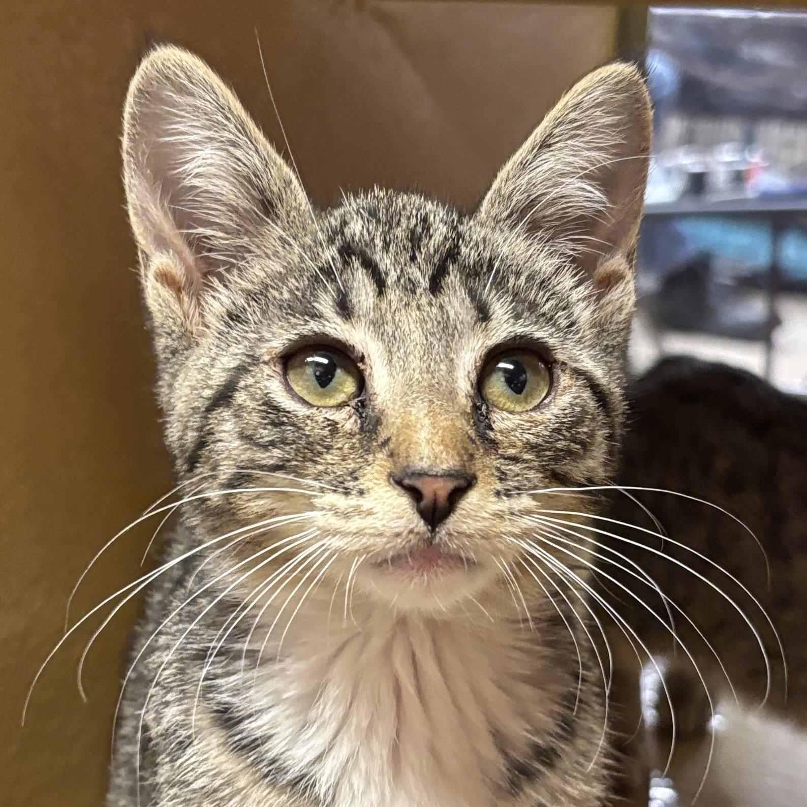 Enlarge Mario, a Adoptable Domestic Short Hair in Sonora, CA image 1/1
