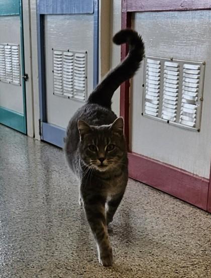 Theodore, a Adoptable Domestic Short Hair in Freeport, IL image 1/2