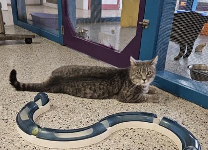 Theodore, a Adoptable Domestic Short Hair in Freeport, IL image 2/2