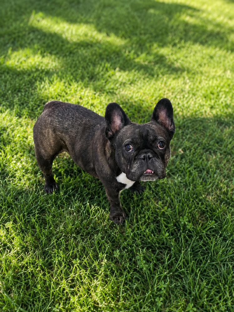Lulu, a Adoptable French Bulldog in Oakland, MI image 2/2