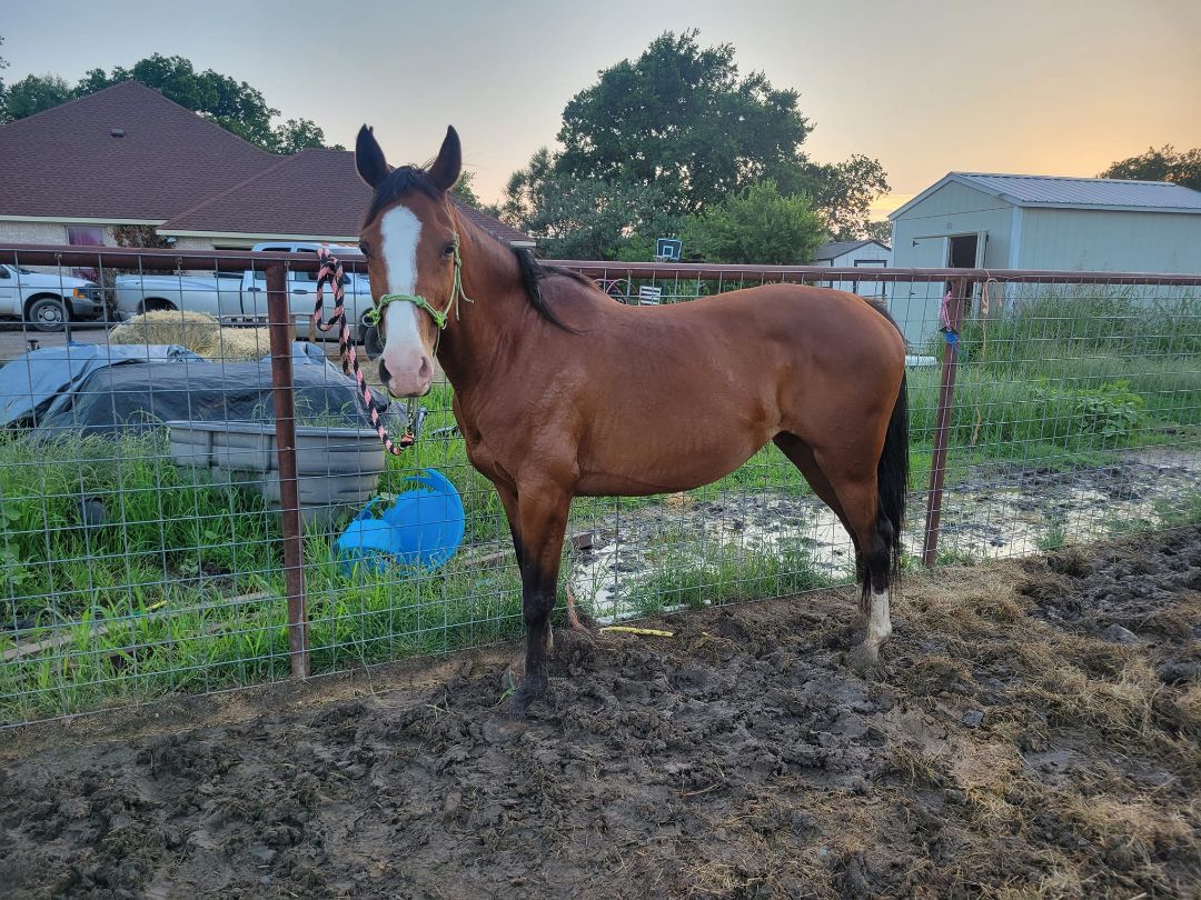 Enlarge Sarabi, a Adoptable Arabian in Leitchfield , KY image 1/10