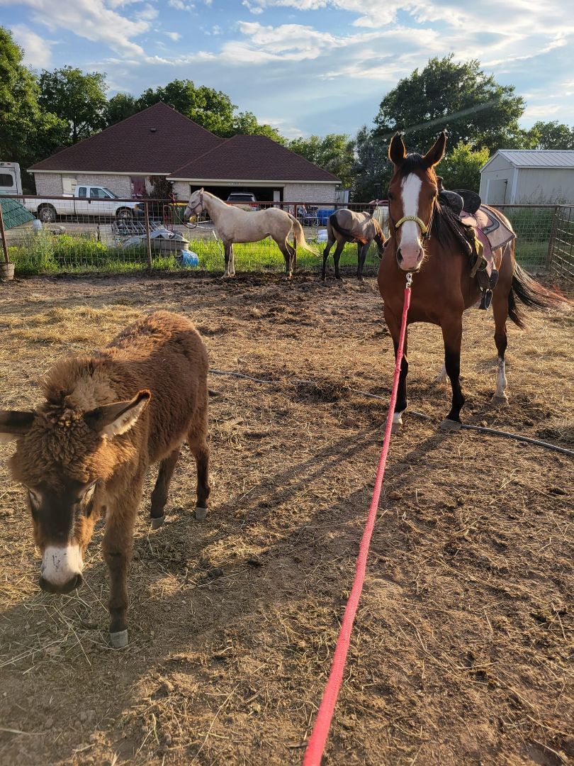 Enlarge Sarabi, a Adoptable Arabian in Leitchfield , KY image 3/10