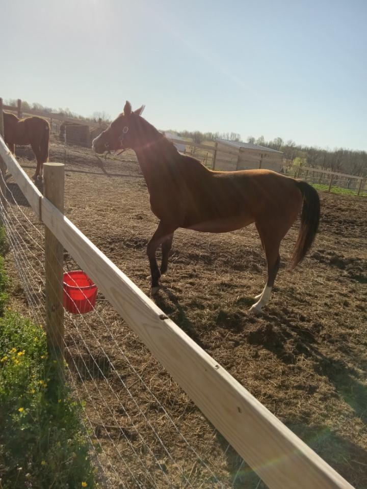 Sarabi photo 5