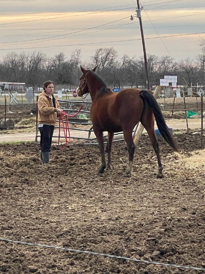 Enlarge Sarabi, a Adoptable Arabian in Leitchfield , KY image 5/10