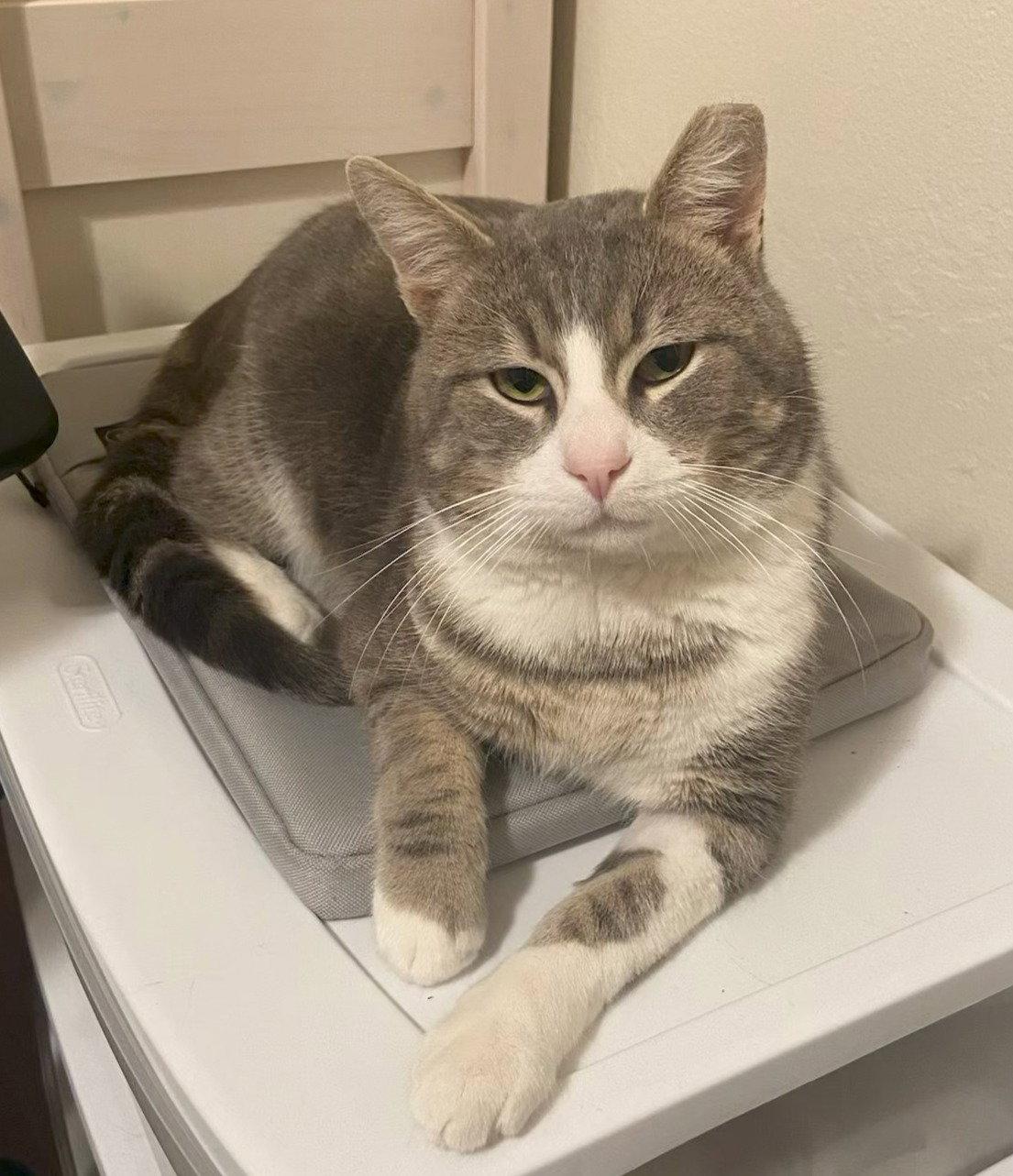 gus, Adopted, Adult Male Tabby & Domestic Short Hair.