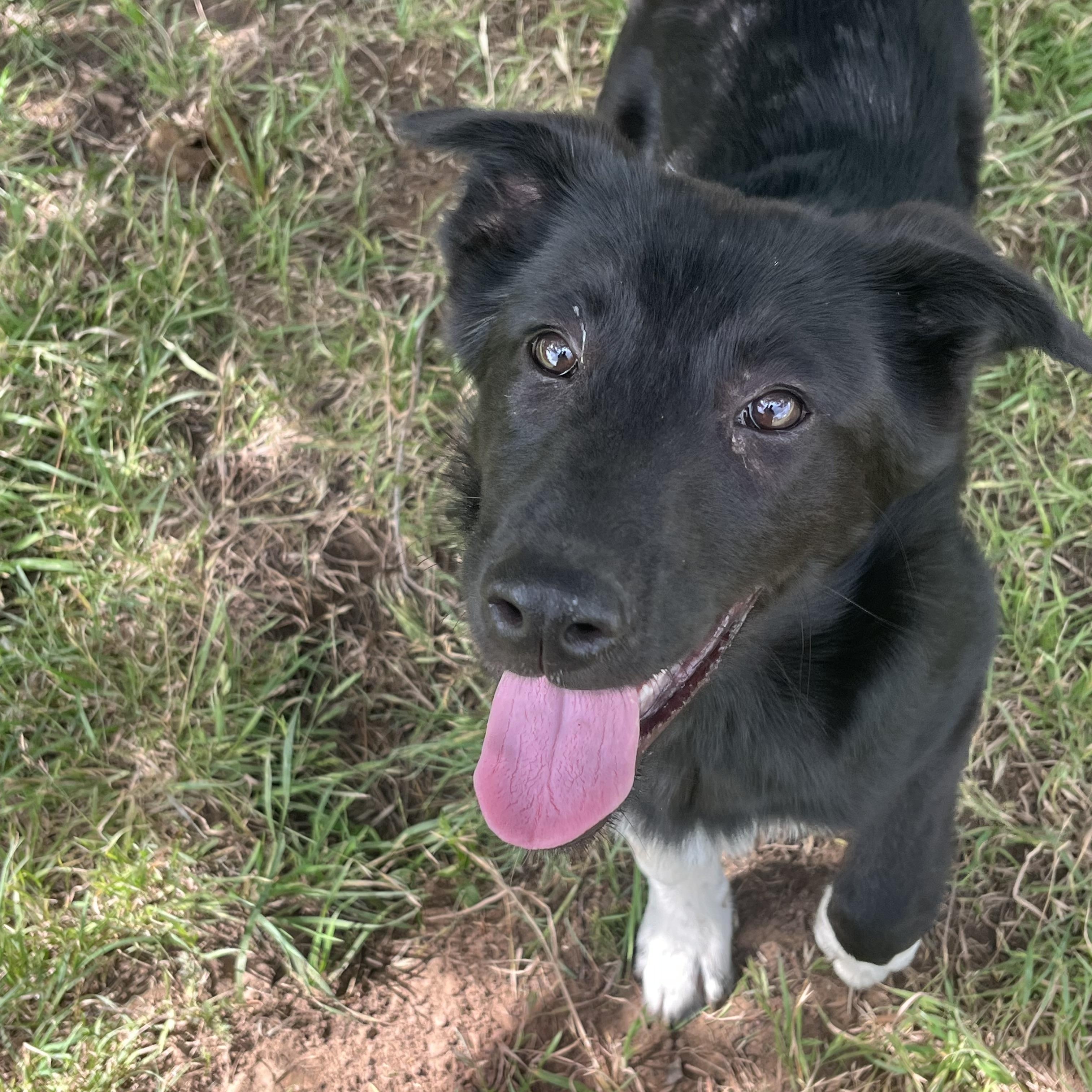 Ashley, adopted, Puppy Female Border Collie & Belgian Shepherd / Malinois.