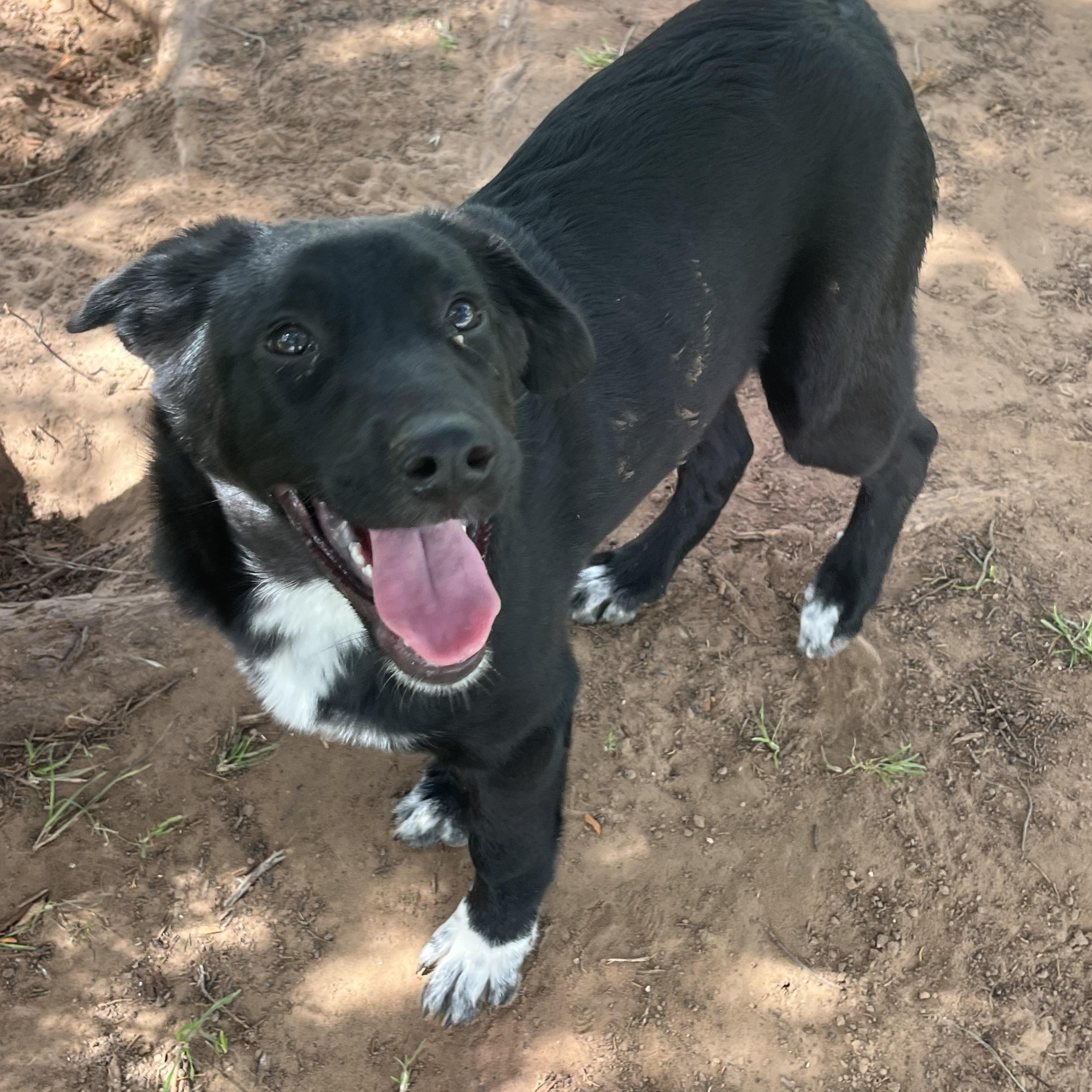 Enlarge Ashley, an adopted mixed breed in Arvada, CO image 3/4