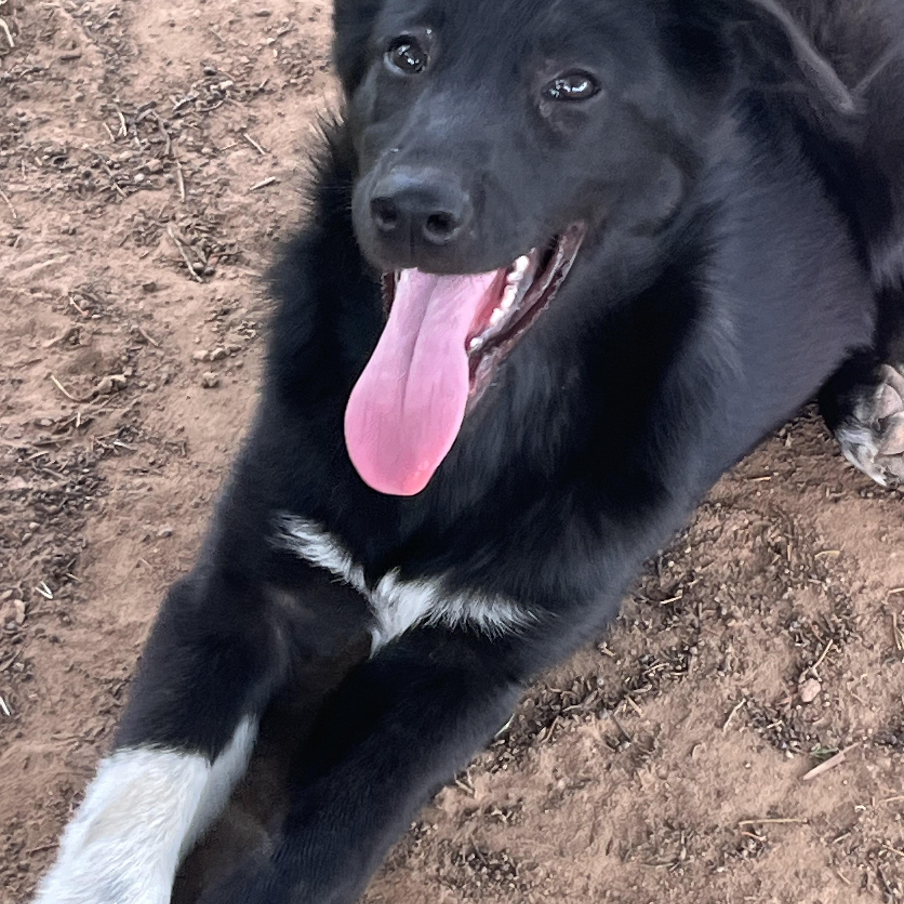 Enlarge Ashley, an adopted mixed breed in Arvada, CO image 2/4