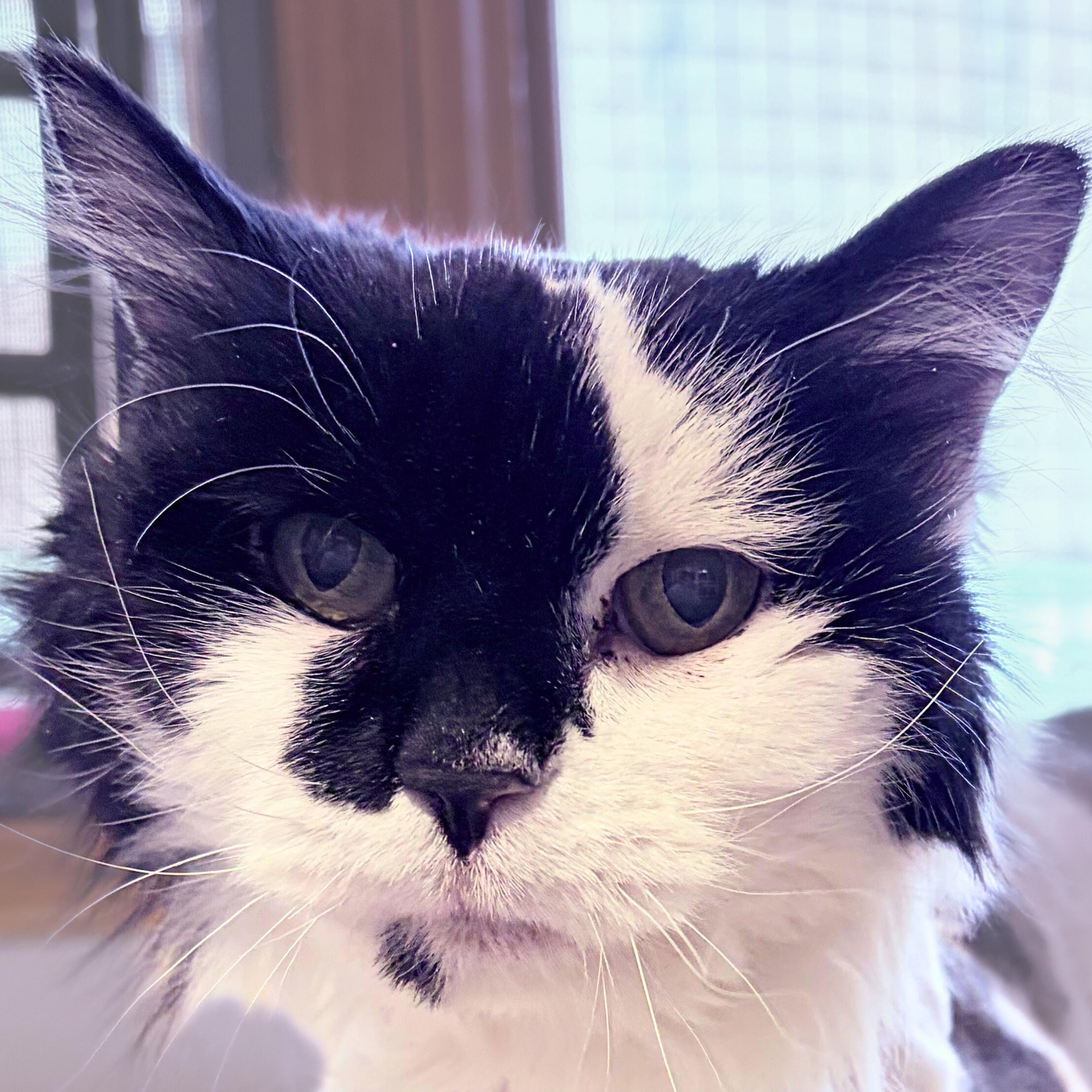 Waddles — thumbnail 2