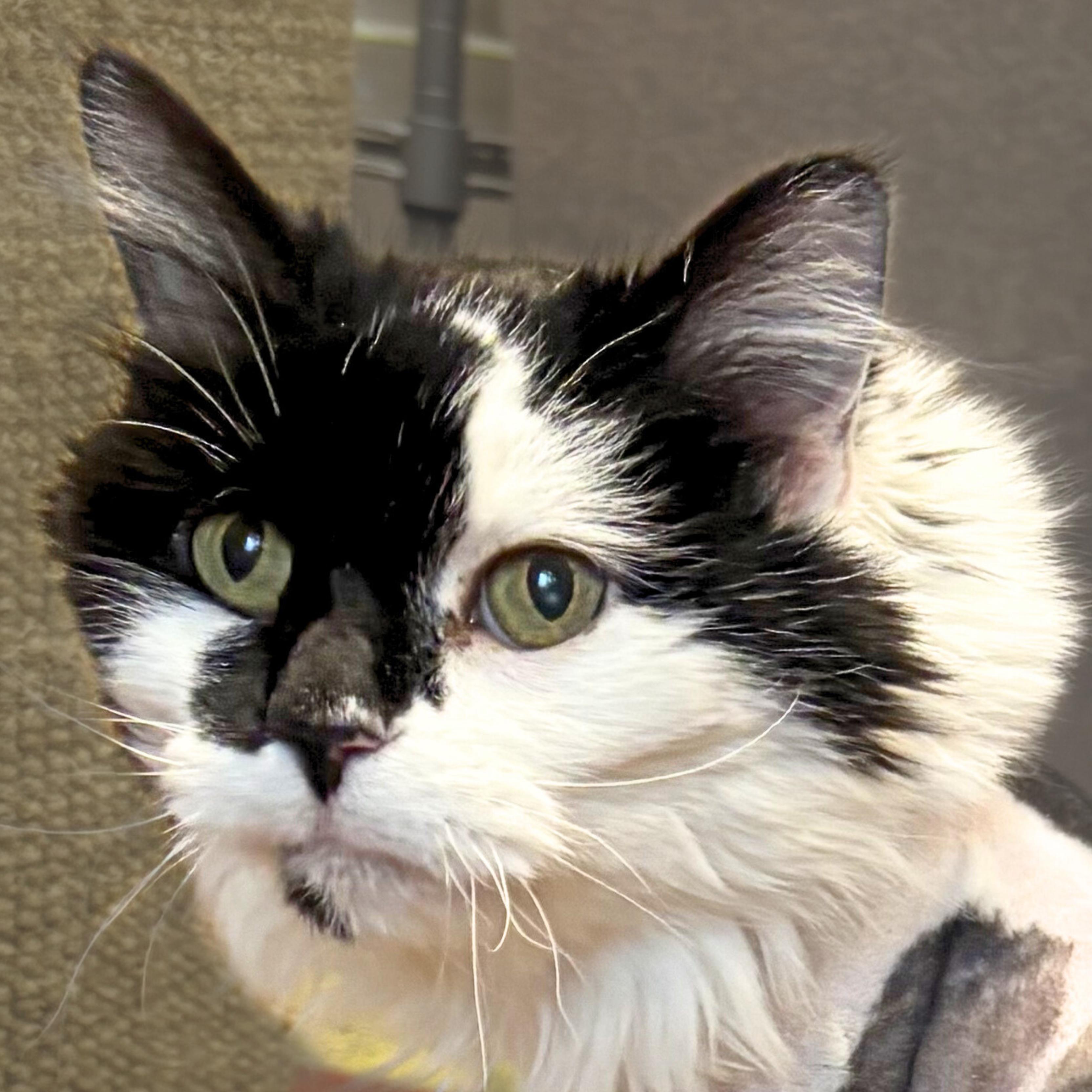 Waddles — thumbnail 3