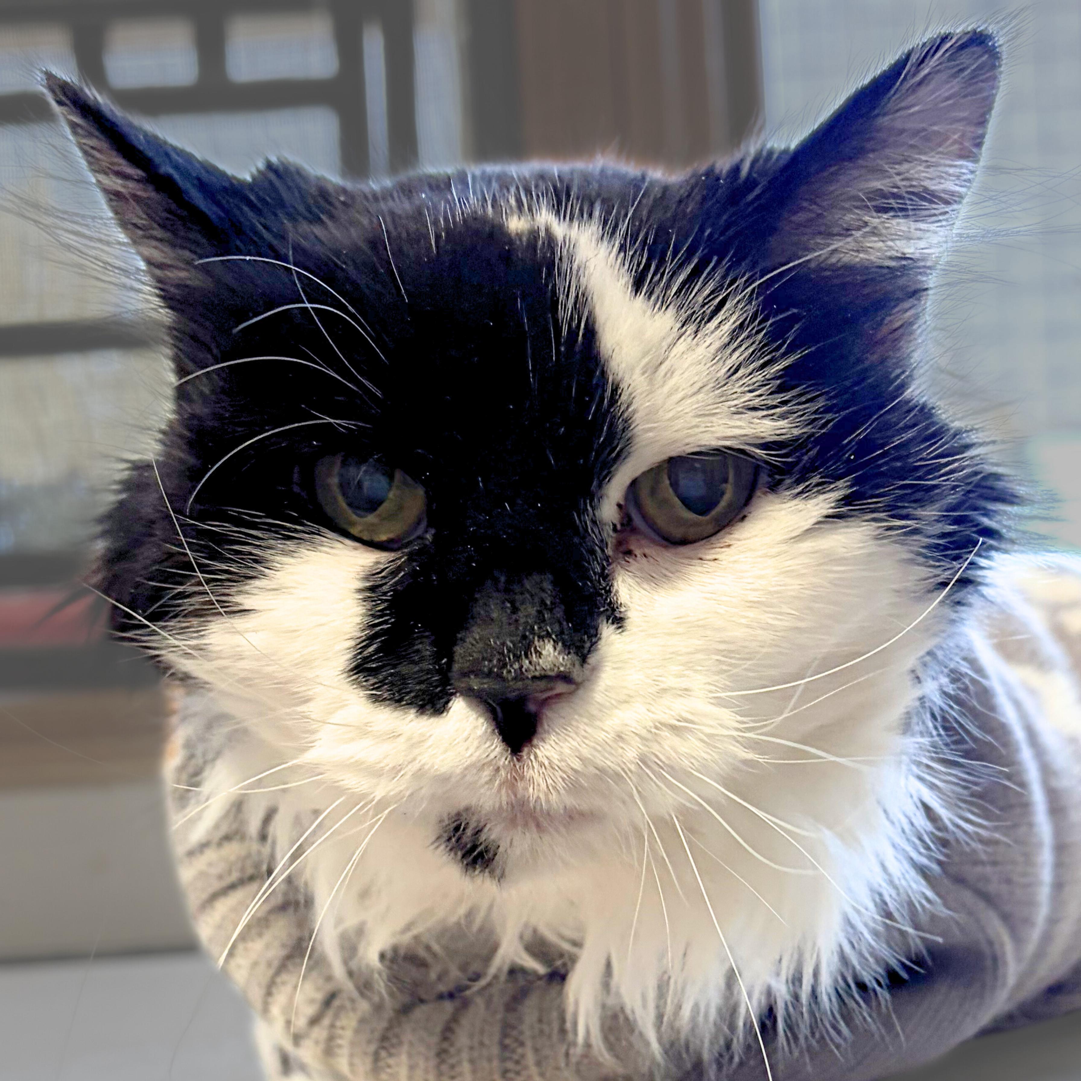 Waddles — thumbnail 4