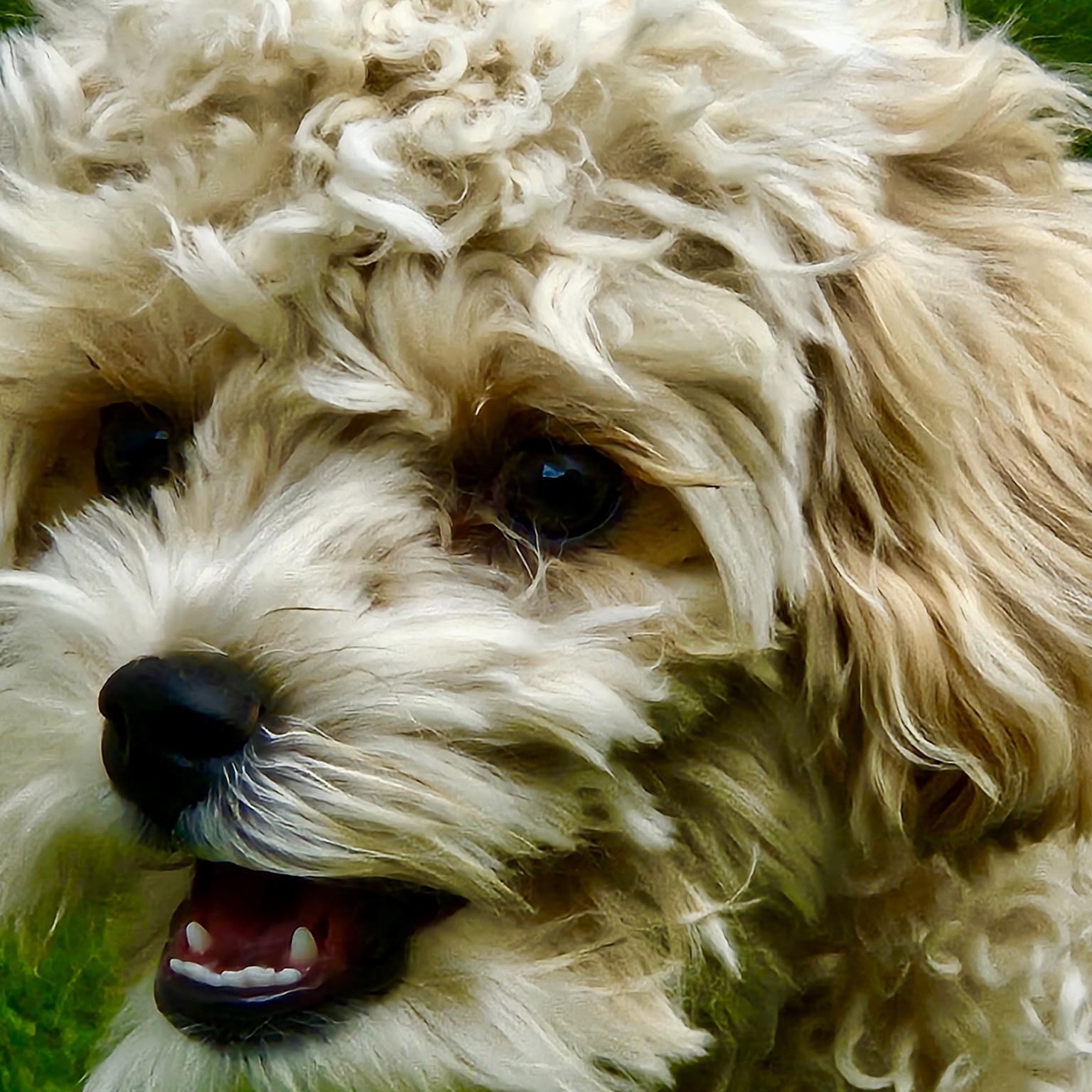 Enlarge Marigold, an adopted mixed breed in Portland, OR image 3/6