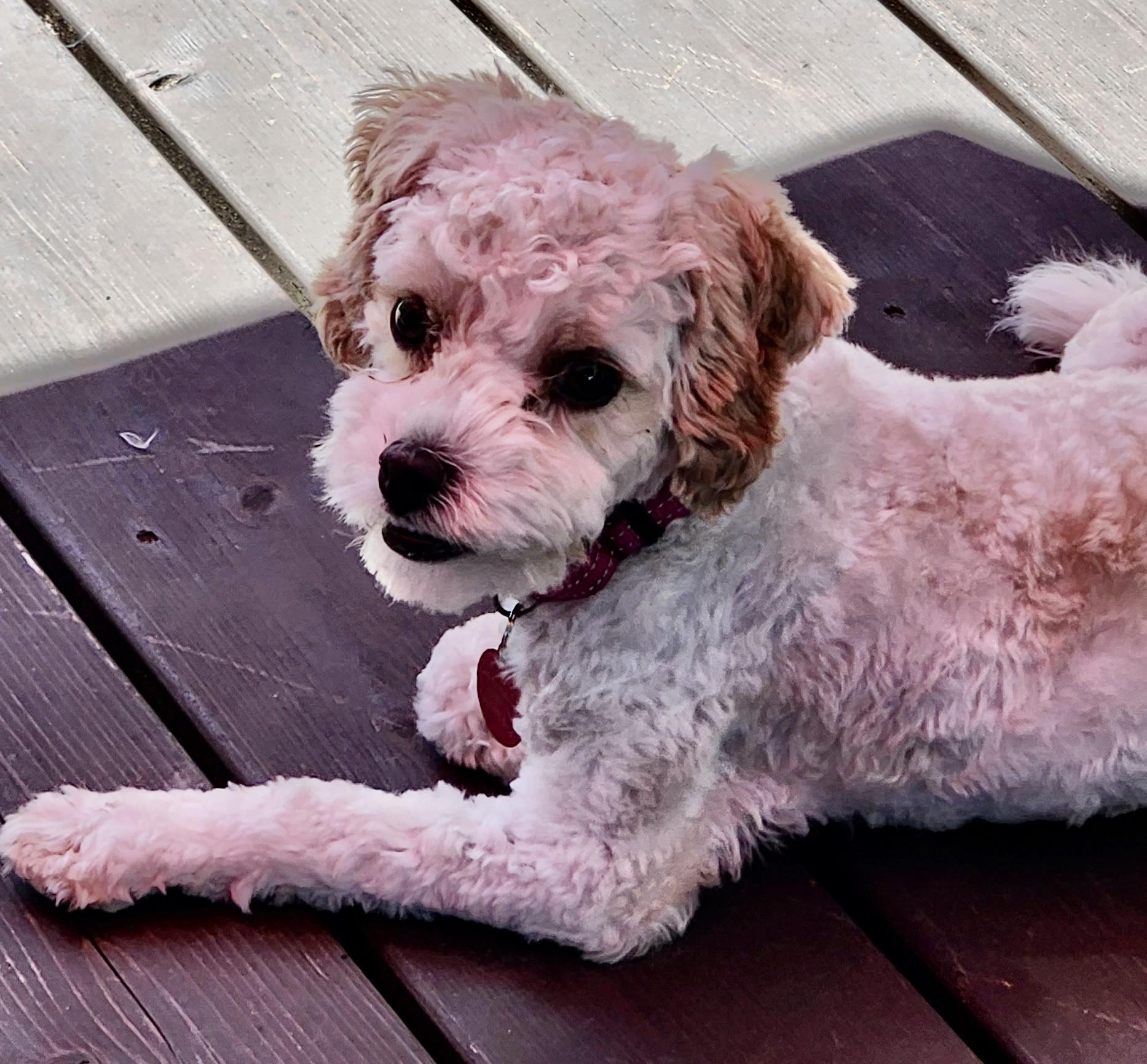 Marigold, adopted, Puppy Female Miniature Poodle & English Cocker Spaniel.