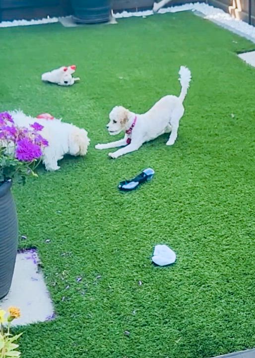 Enlarge Marigold, an adopted mixed breed in Portland, OR video 6/6