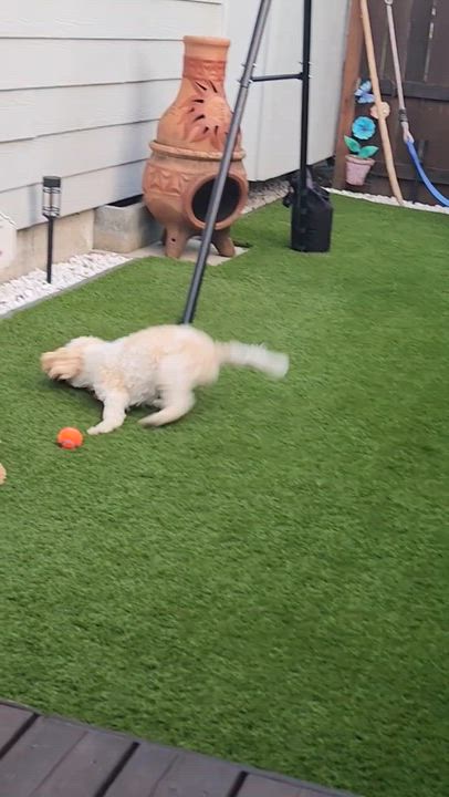 Enlarge Marigold, an adopted mixed breed in Portland, OR video 2/6