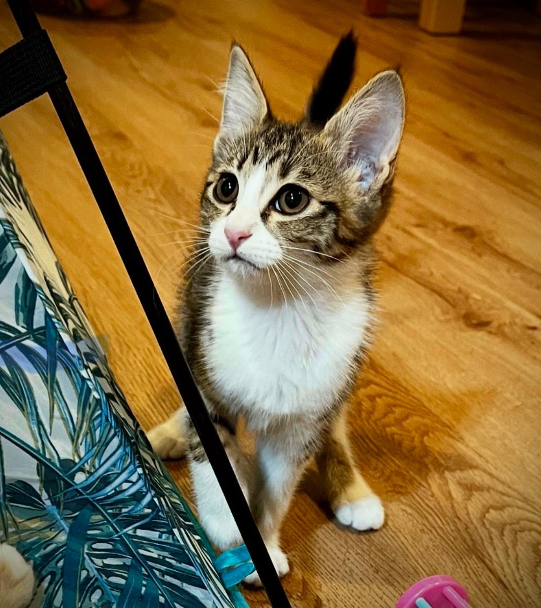 Titania, Baby Female Domestic Short Hair