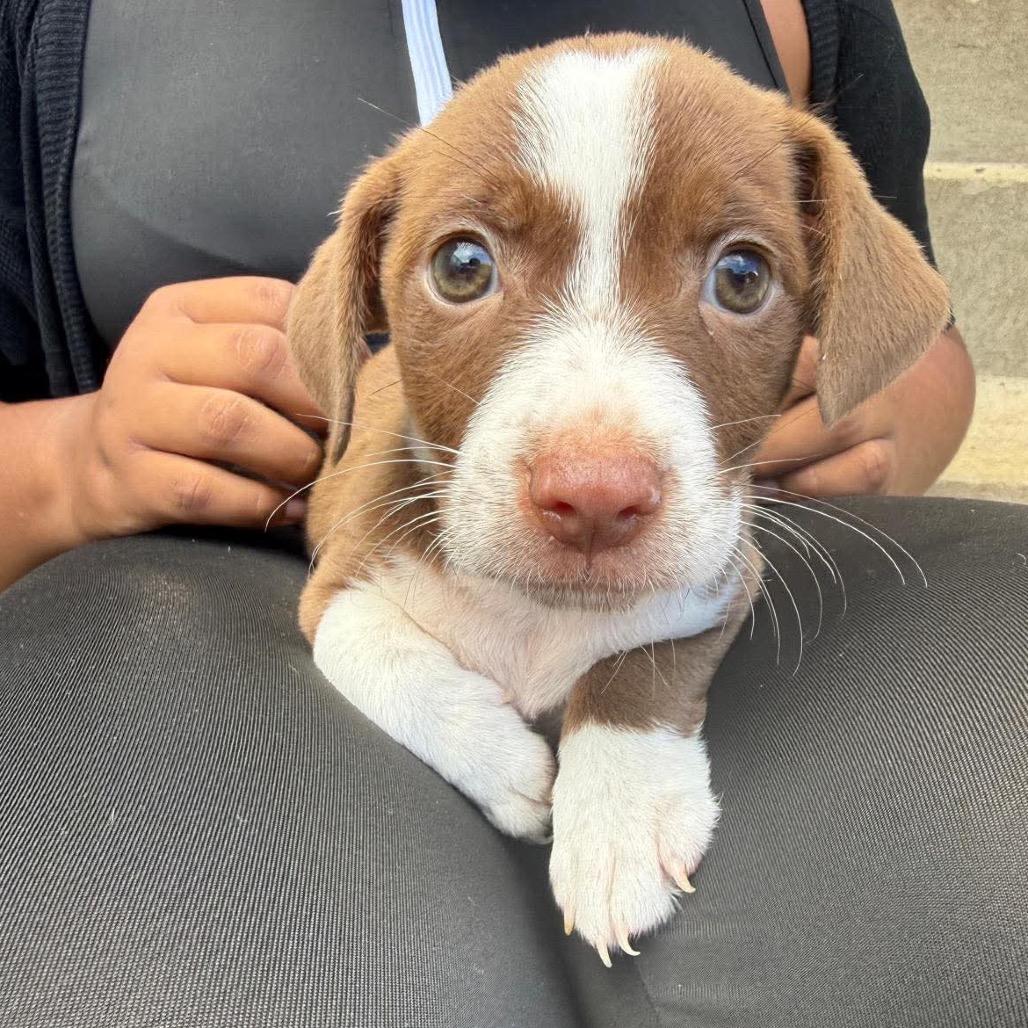 Bowser, Adoptable, Puppy Male Beagle & Hound.
