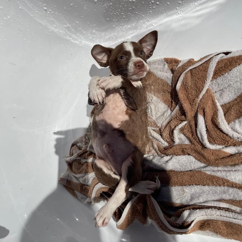 Bowser, a Adoptable mixed breed in Griswold, CT image 1/6