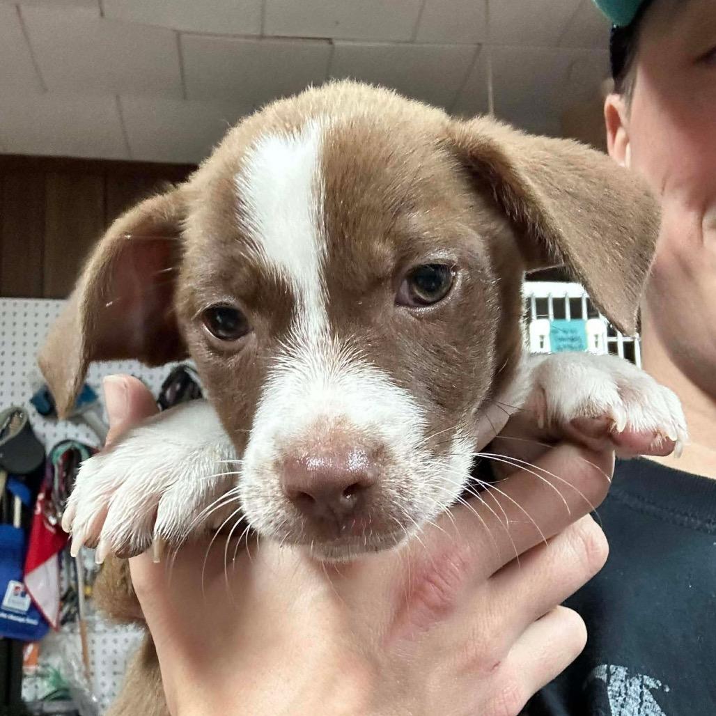 Bowser, a Adoptable mixed breed in Griswold, CT image 2/6