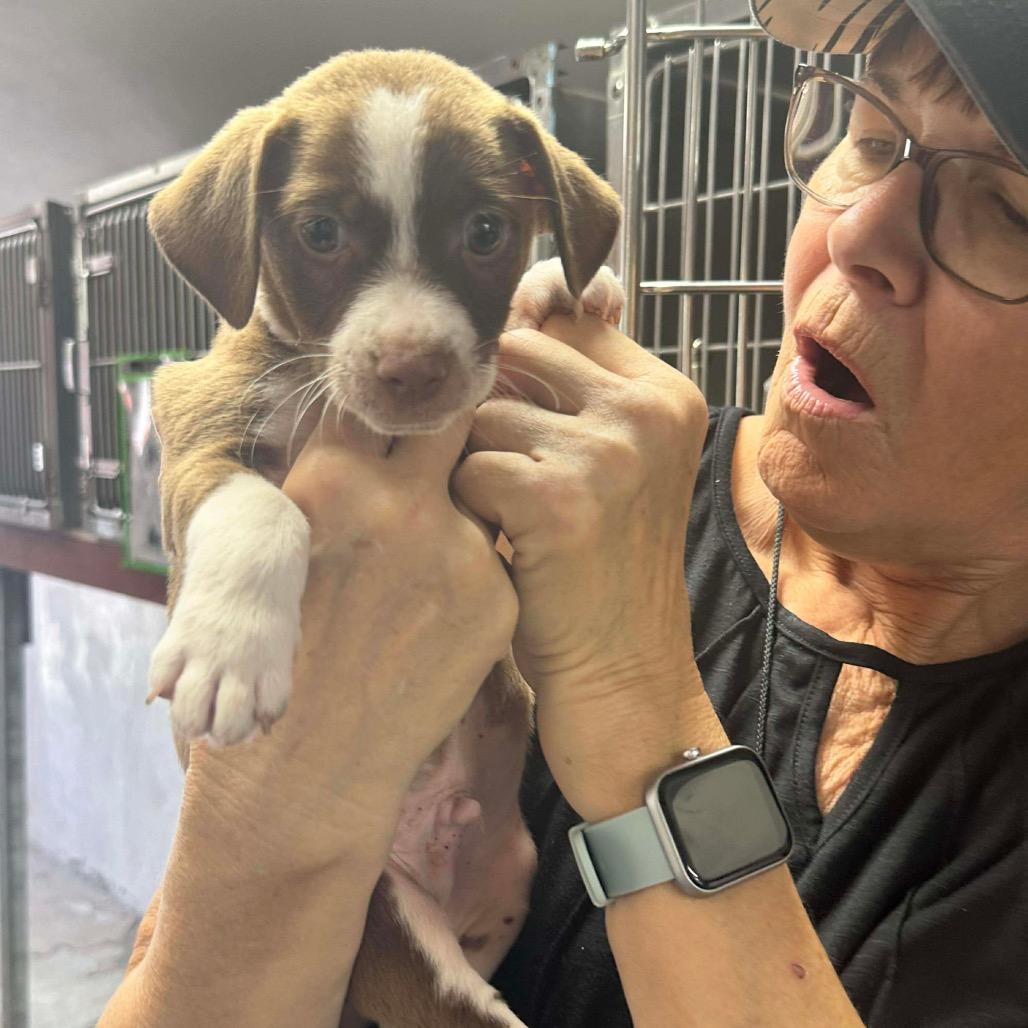 Bowser, a Adoptable mixed breed in Griswold, CT image 3/6