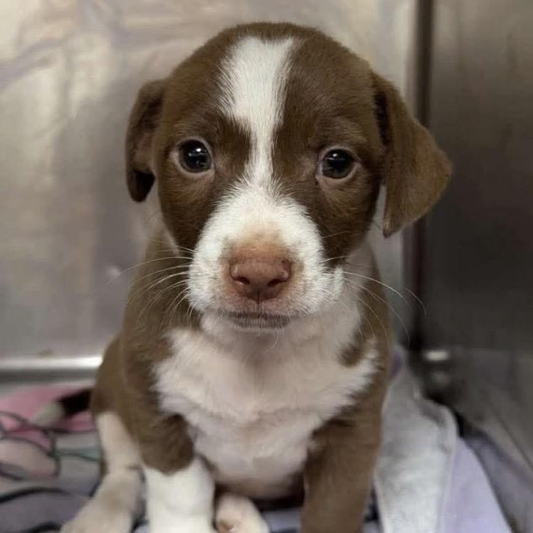 Bowser, a Adoptable mixed breed in Griswold, CT image 5/6
