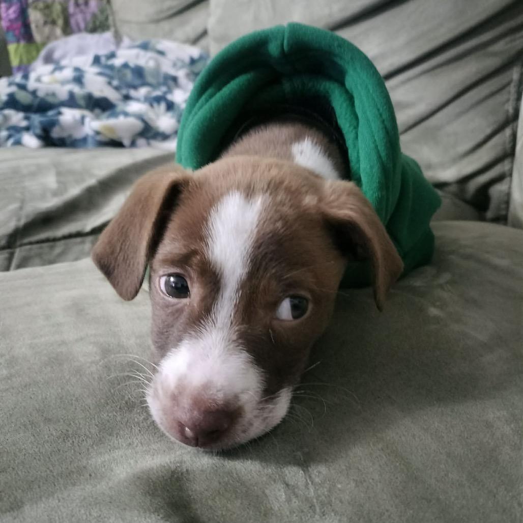 Bowser, a Adoptable mixed breed in Griswold, CT image 6/6