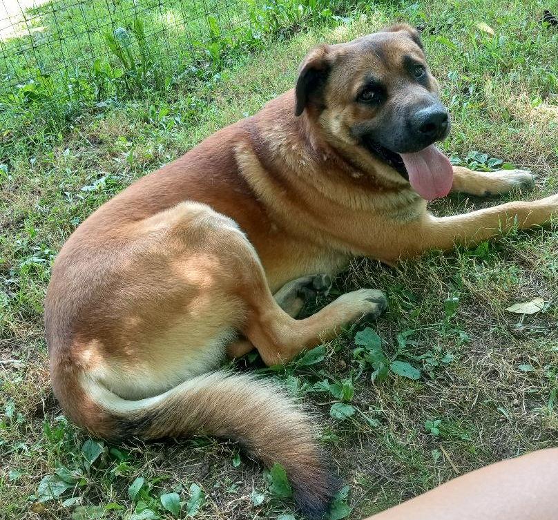 Ranger, a Adoptable mixed breed in Cabool, MO image 1/3