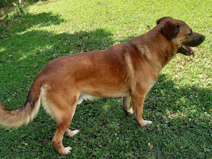 Ranger, a Adoptable mixed breed in Cabool, MO image 2/3