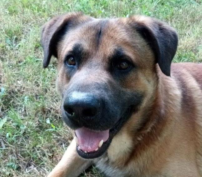 Ranger, a Adoptable mixed breed in Cabool, MO image 3/3