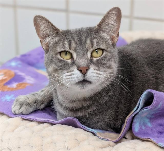 JOSIE, Adoptable, Adult Female Domestic Short Hair.