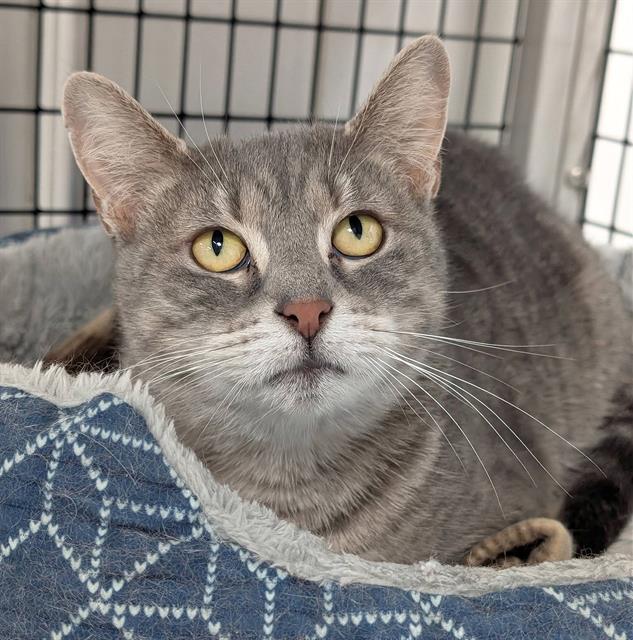 Enlarge JOSIE, a Adoptable Domestic Short Hair in Canfield, OH image 1/2