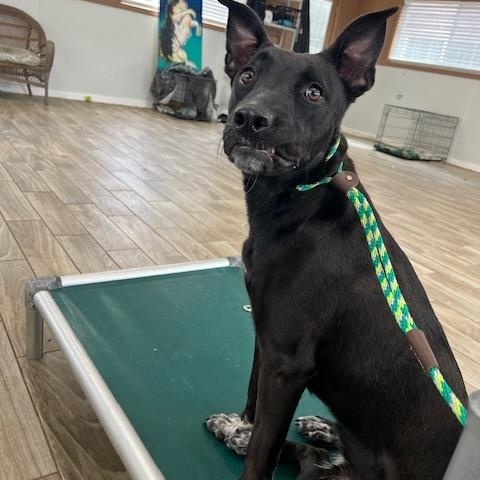 Enlarge Marbles - (OR), a Adoptable mixed breed in Portland, OR image 3/6