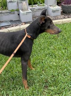 Kudra, a ADOPTABLE Doberman Pinscher in Longwood, FL image 3/5