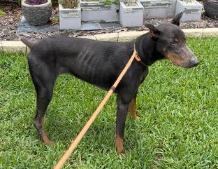 Kudra, a ADOPTABLE Doberman Pinscher in Longwood, FL image 2/5
