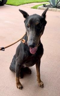 Kudra, ADOPTABLE, Adult Female Doberman Pinscher.