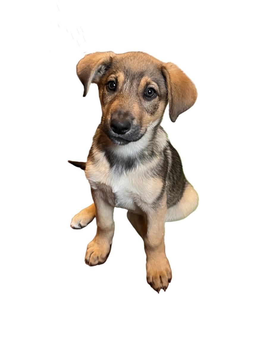 Harley, ADOPTABLE, Puppy Female German Shepherd Dog.
