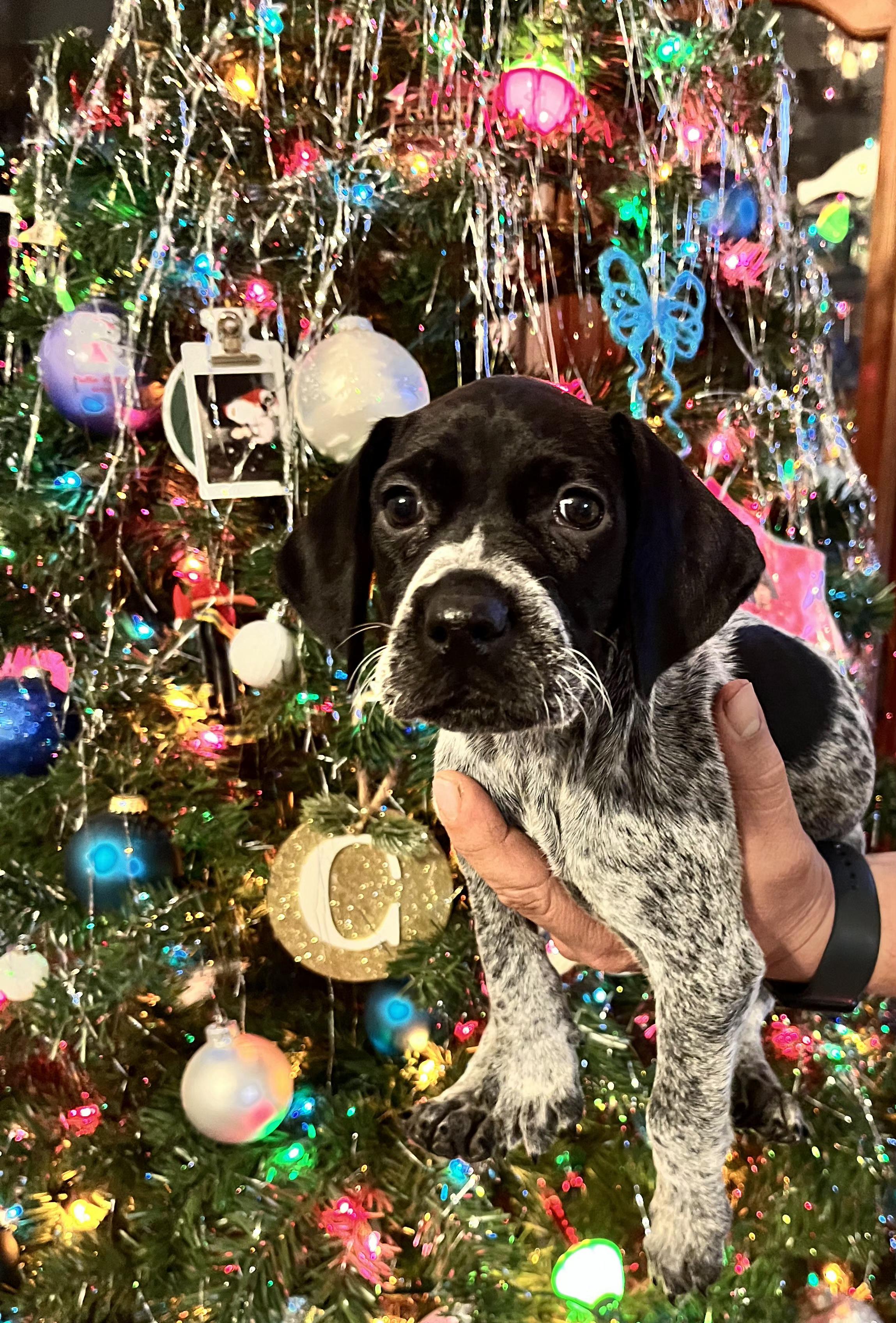 Bella, Adoptable, Puppy Female German Shorthaired Pointer.