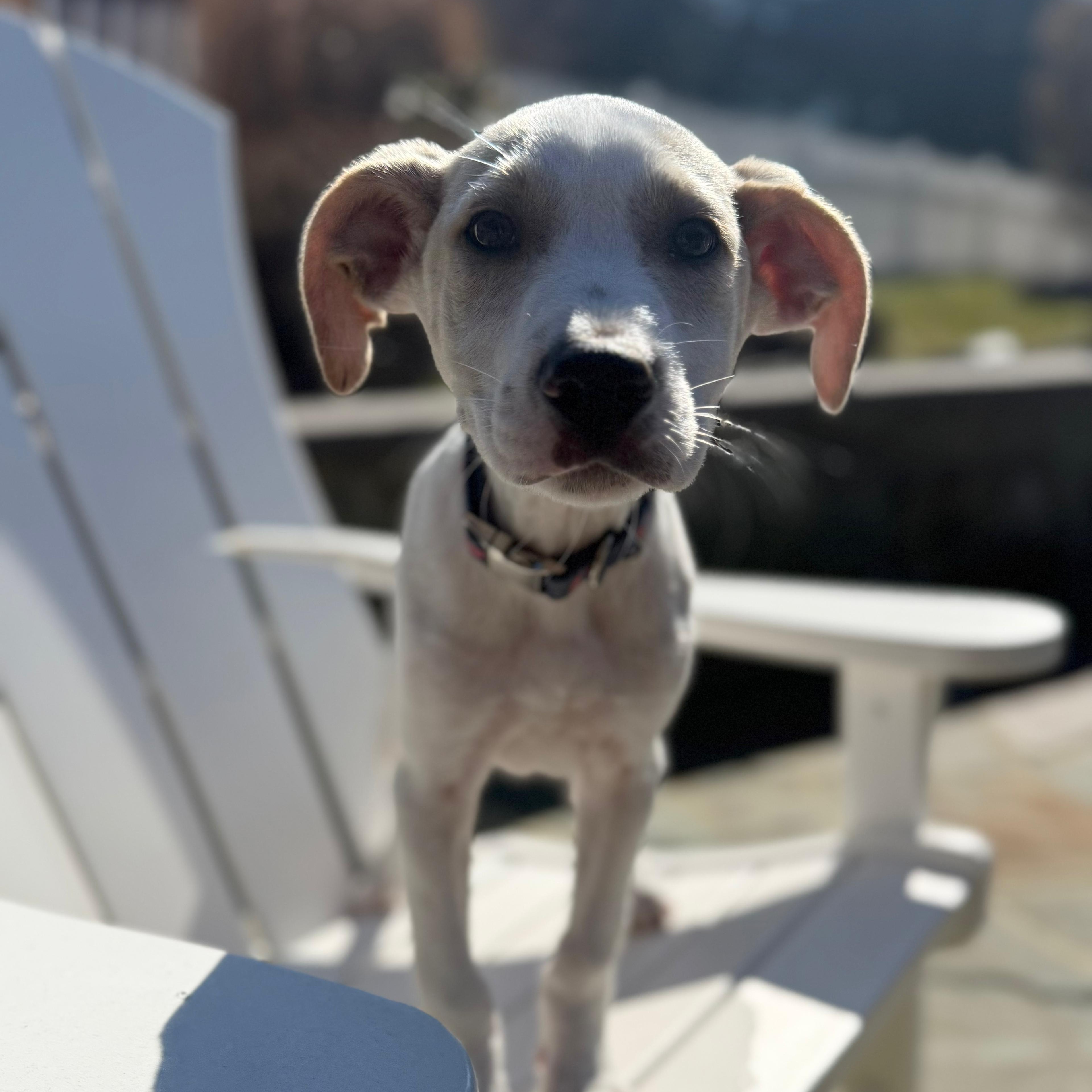 Enlarge Parker, a Adoptable mixed breed in Annapolis, MD image 3/6