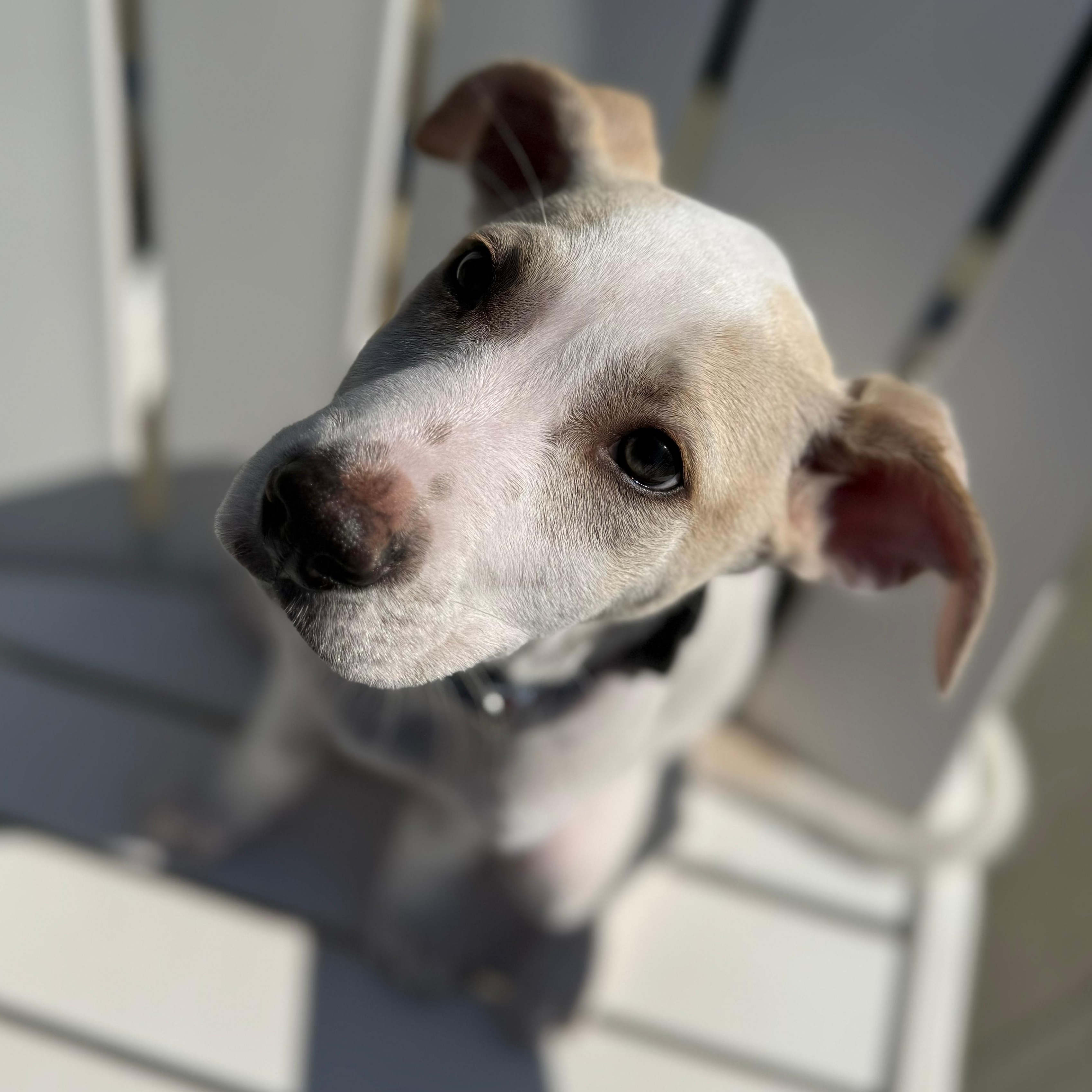 Enlarge Parker, a Adoptable mixed breed in Annapolis, MD image 4/6