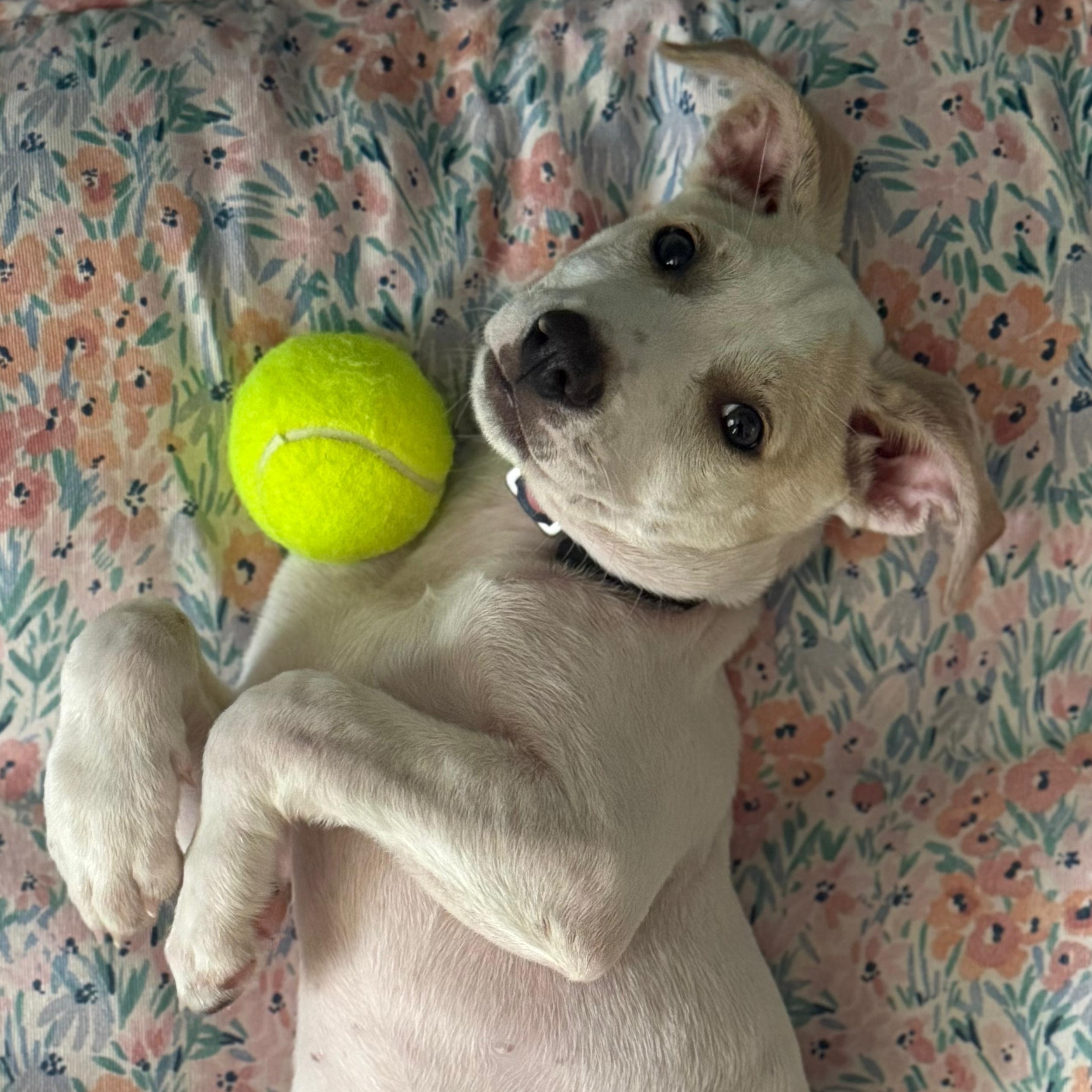 Enlarge Parker, a Adoptable mixed breed in Annapolis, MD image 2/6