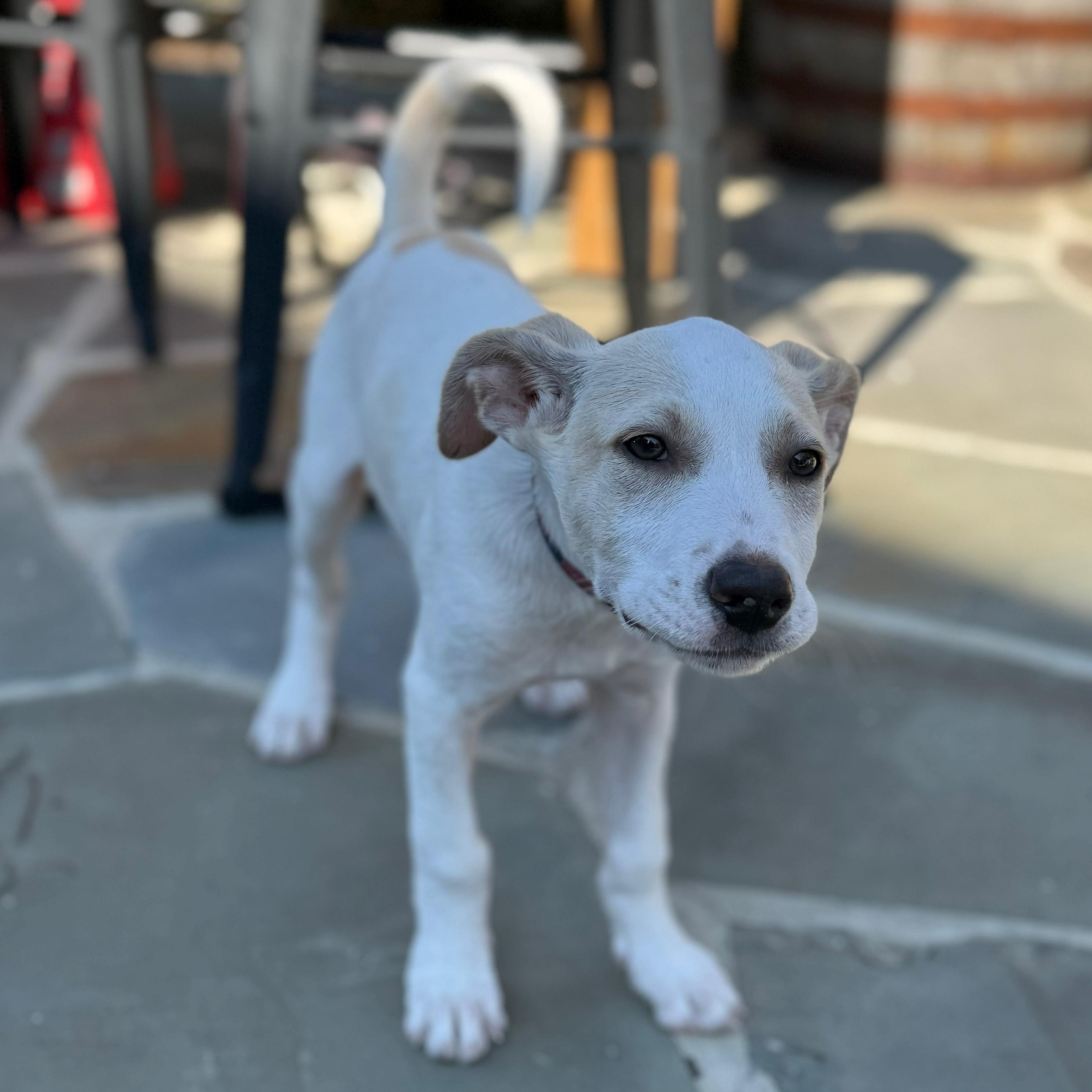 Enlarge Parker, a Adoptable mixed breed in Annapolis, MD image 6/6