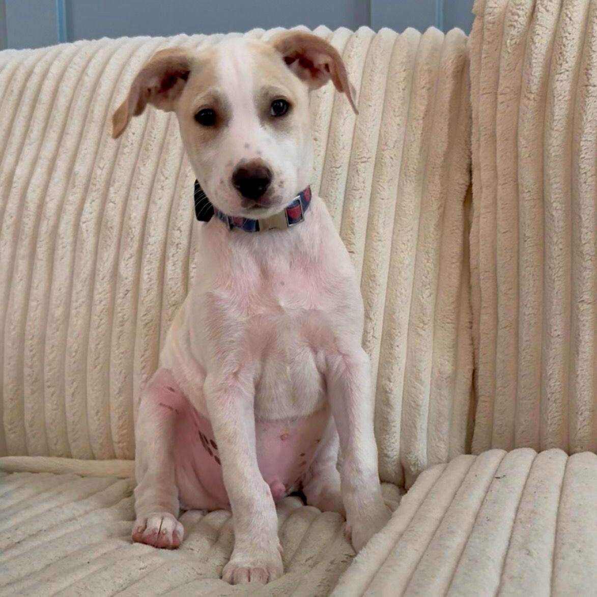 Enlarge Parker, a Adoptable mixed breed in Annapolis, MD image 1/6