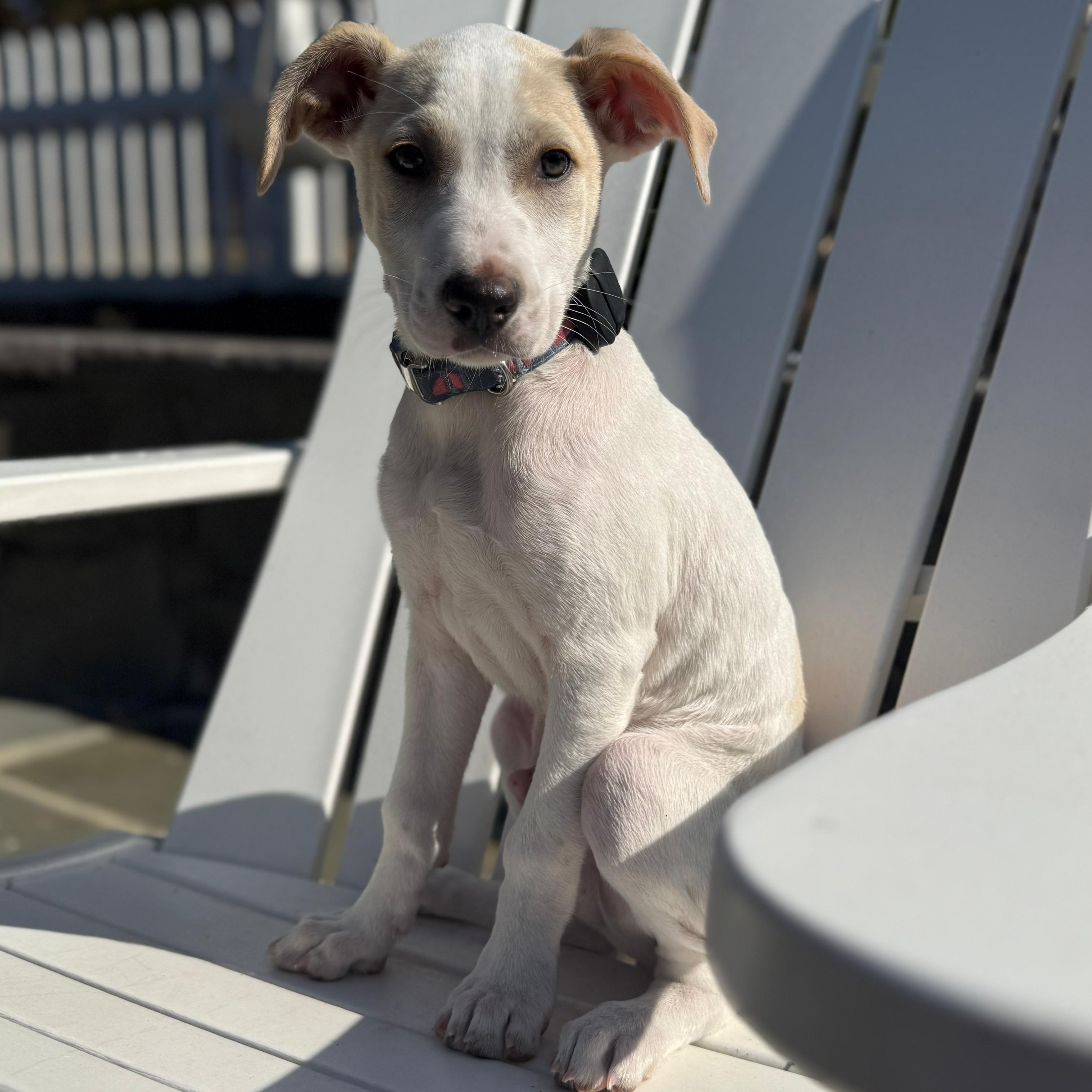 Enlarge Parker, a Adoptable mixed breed in Annapolis, MD image 5/6