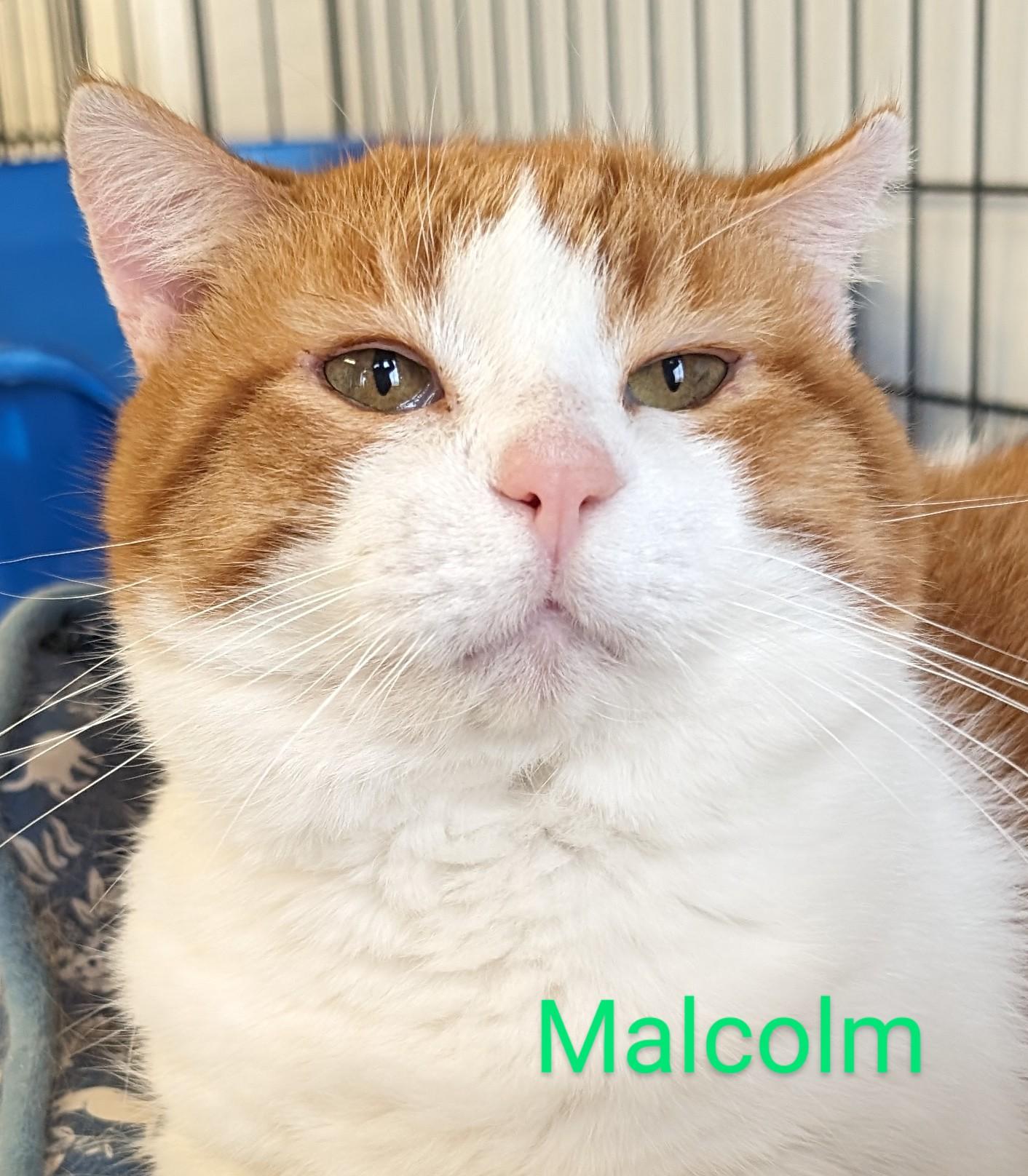 Enlarge Malcolm, a Adoptable Domestic Short Hair in Colfax, IA image 1/1