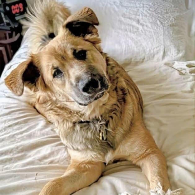 Little Prince (20250507-08)