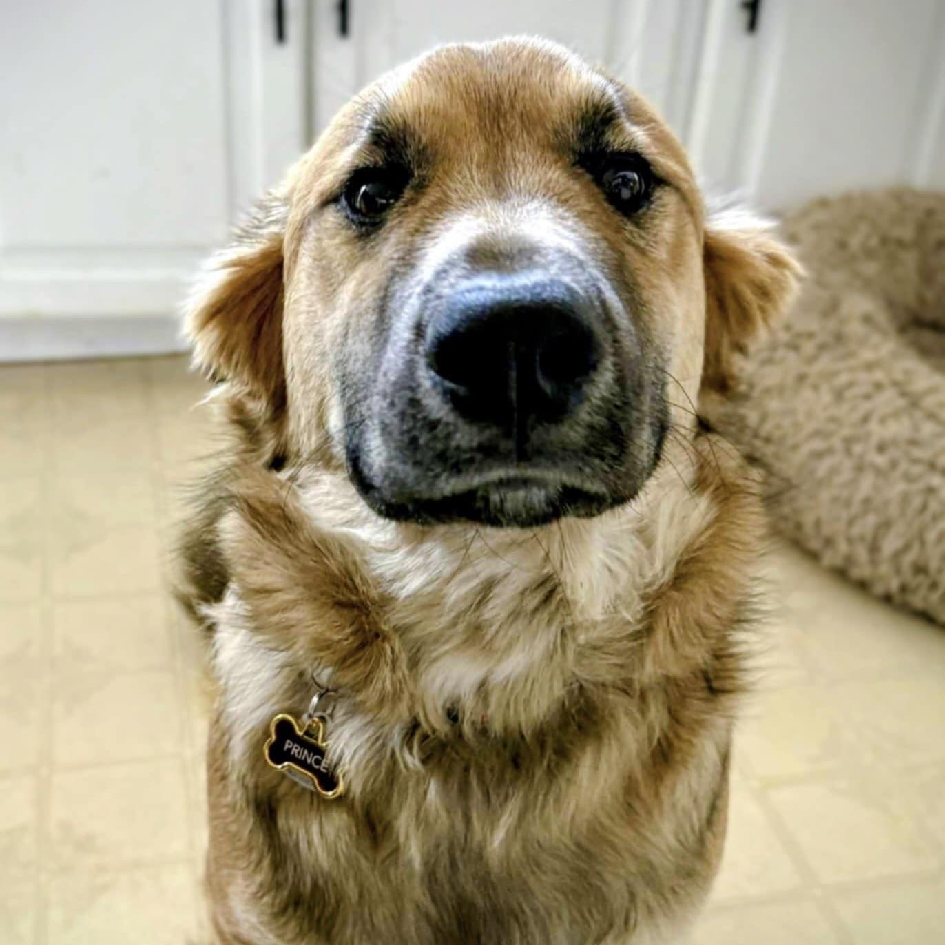 Little Prince (20250507-08)