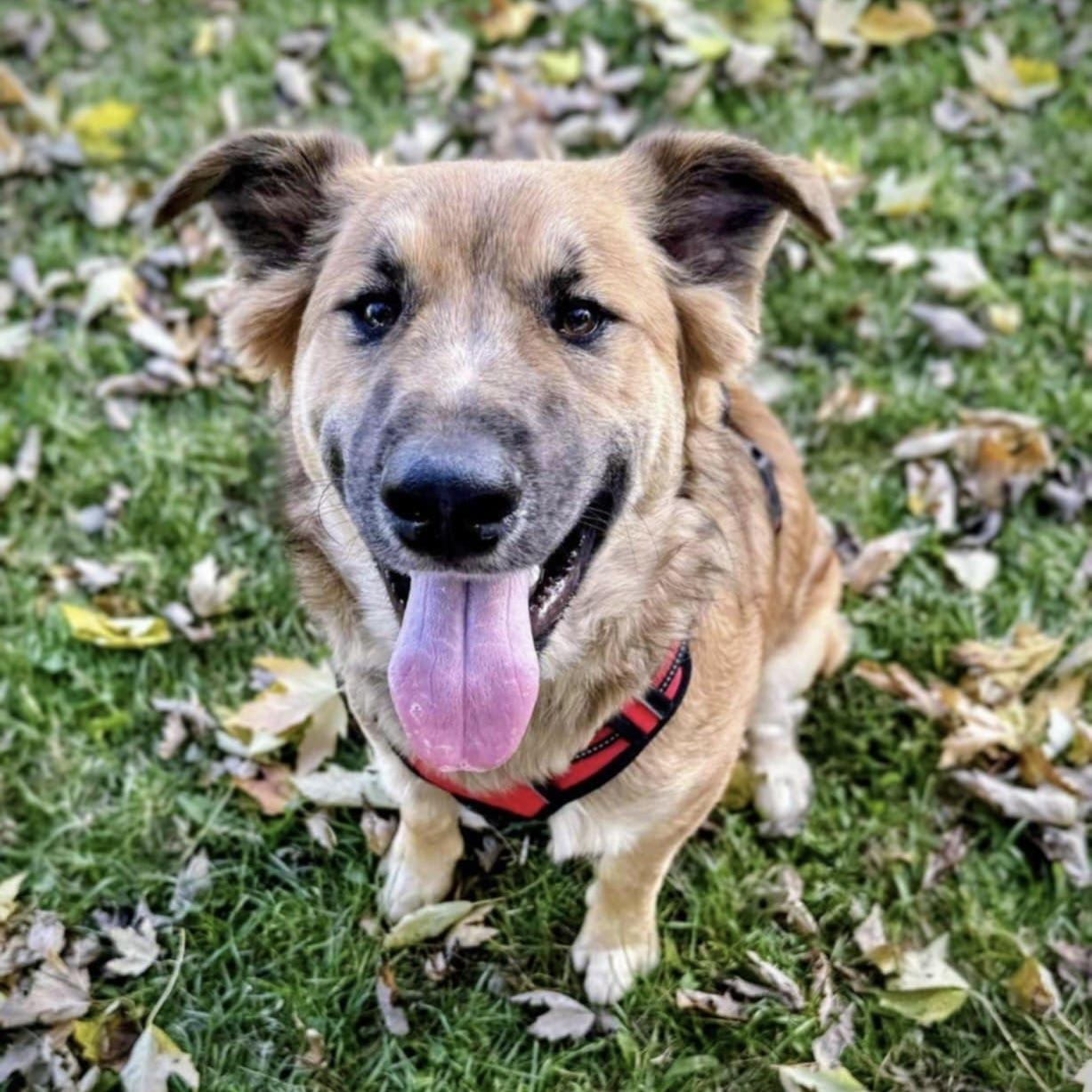 Little Prince (20250507-08)