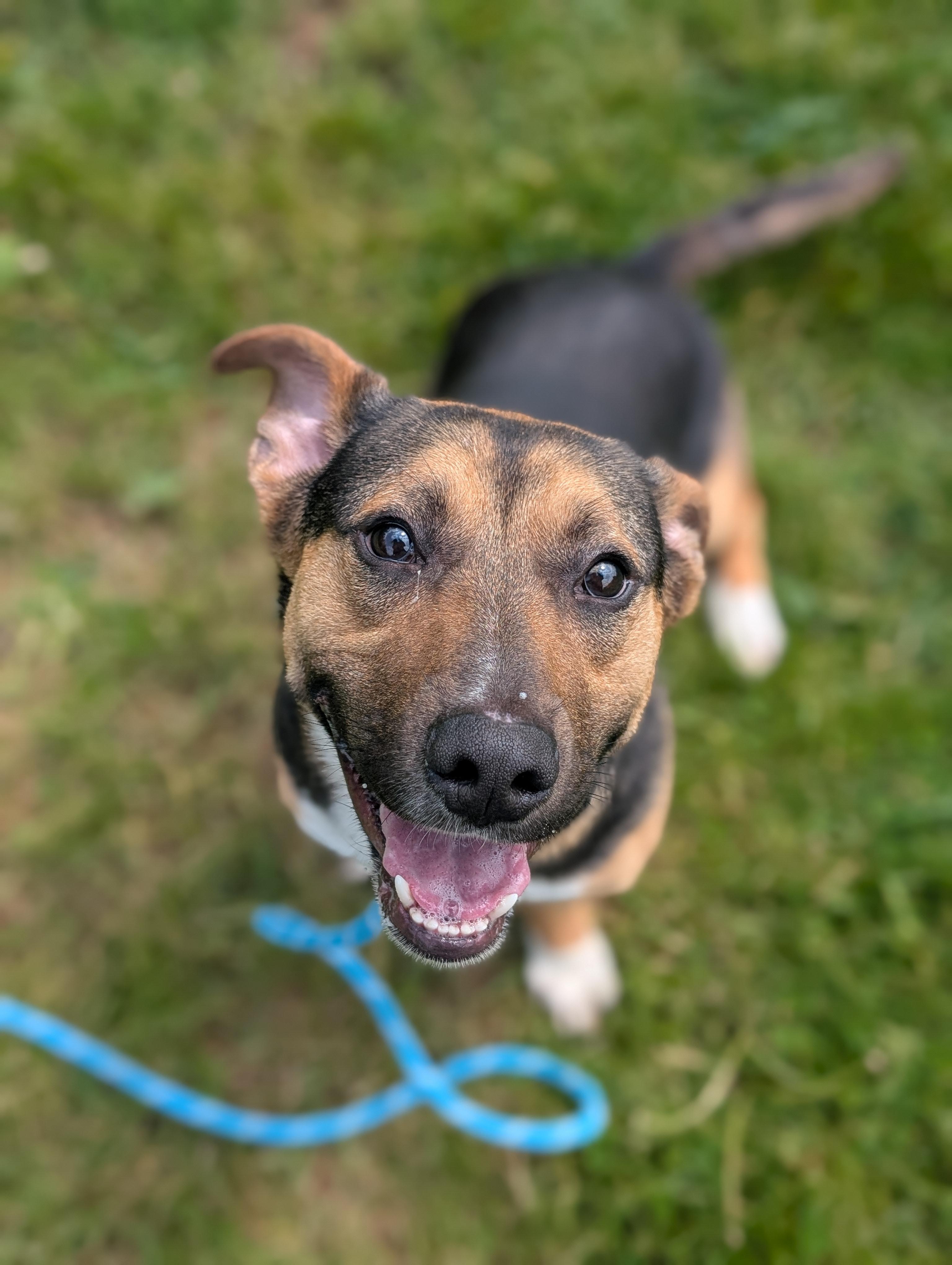 Buddy, a ADOPTABLE mixed breed in Cedar Rapids, IA image 2/4