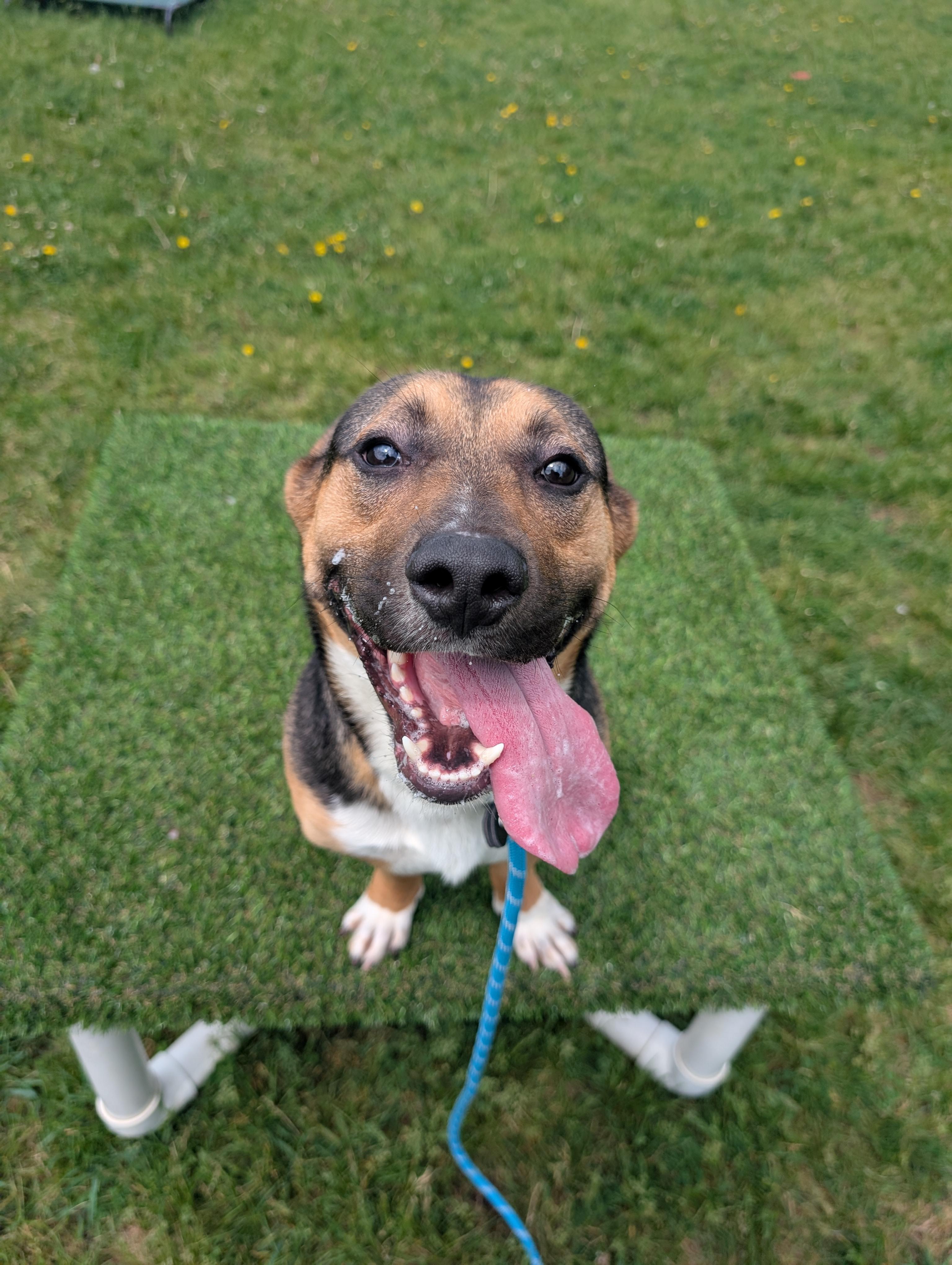 Buddy, a ADOPTABLE mixed breed in Cedar Rapids, IA image 3/4